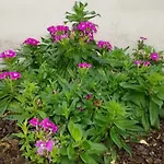 El Patio De Santiago بيت ضيافة *