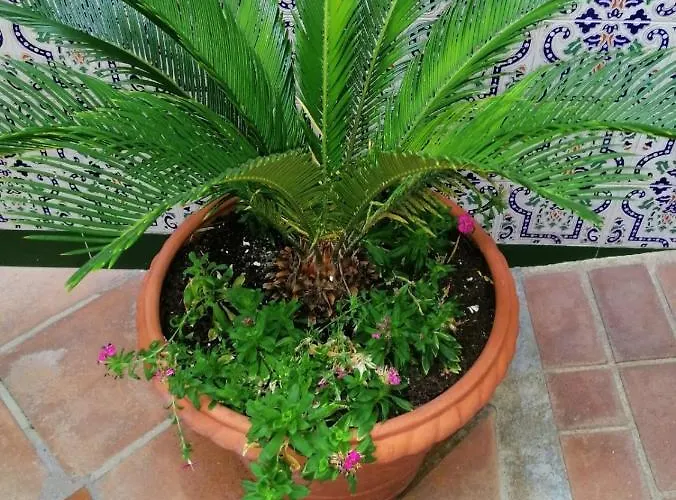 게스트하우스 El Patio De Santiago