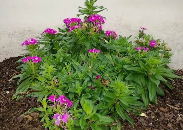 El Patio De Santiago 게스트하우스 *